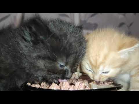 Кушай мой котенок. Маленький котик кушает. Кушай мой котенок. Милые котята кушают. Котенок ест кашу.