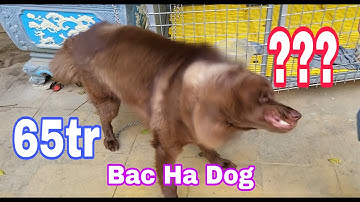 Chú chó bắc hà xù đực gần 10 tháng 65tr mời mọi người cùng đánh giá và nhận xét #bachatv #chóbắchàtv