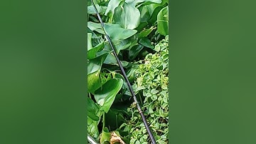 Cận cảnh nhấp cá thác lác !