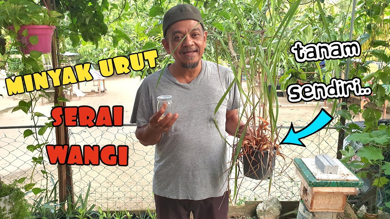 ✅️ MUDAHNYA BUAT MINYAK SERAI WANGI. TAK SANGKA BANYAK KEGUNAANNYA