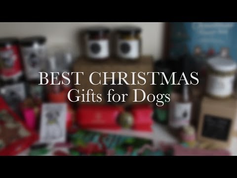 BEST CHRISTMAS GIFTS FOR DOGS//Tis The Season//CITY DOG EXPERT