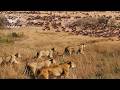 WILD SAVANNAH | The Migration Battle in the Land of Predators | Nature Animal Documentary