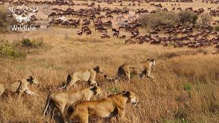 WILD SAVANNAH | The Migration Battle in the Land of Predators | Nature Animal Documentary