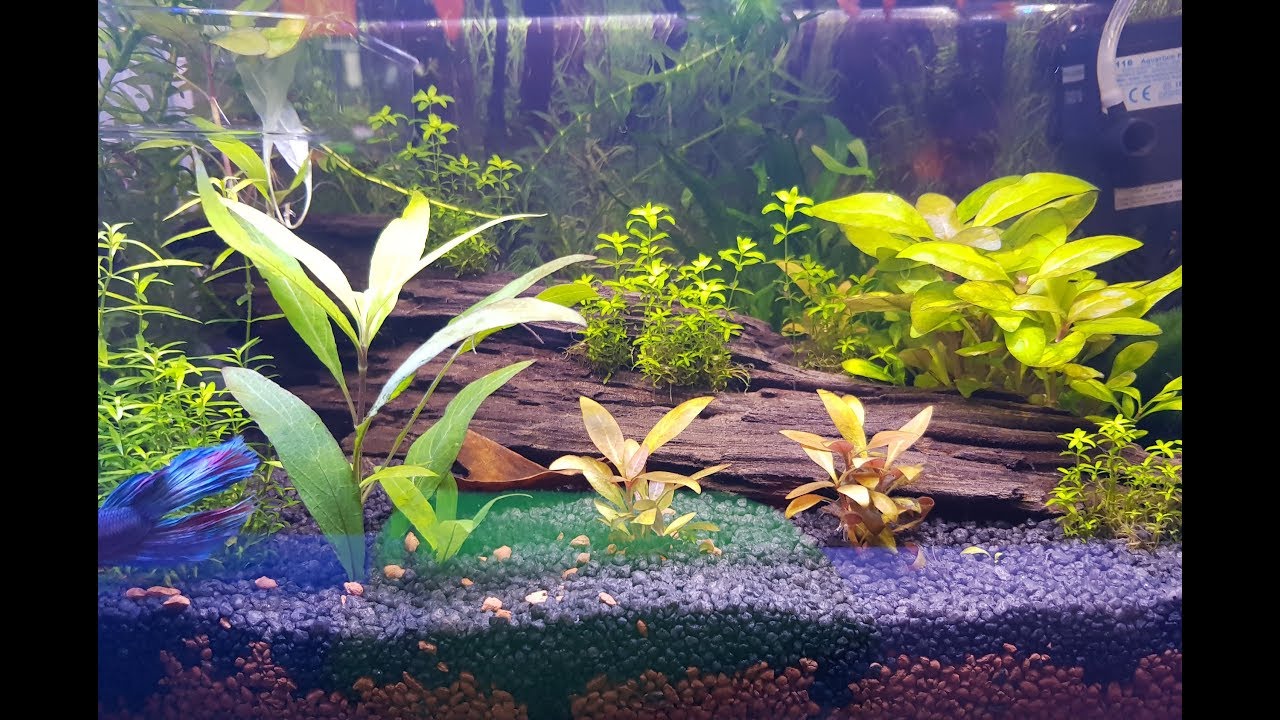 Setting up a live planted Betta tank (5 gallon nano)