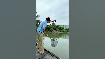 Cá chép cũ ăn ngô khỏe như voi! #phuhaifishing  #fishing  #fish #cauca #caucagiaitri #shorts