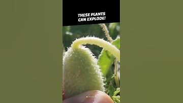 These Exploding Plants Will Blow Your Mind #Shorts