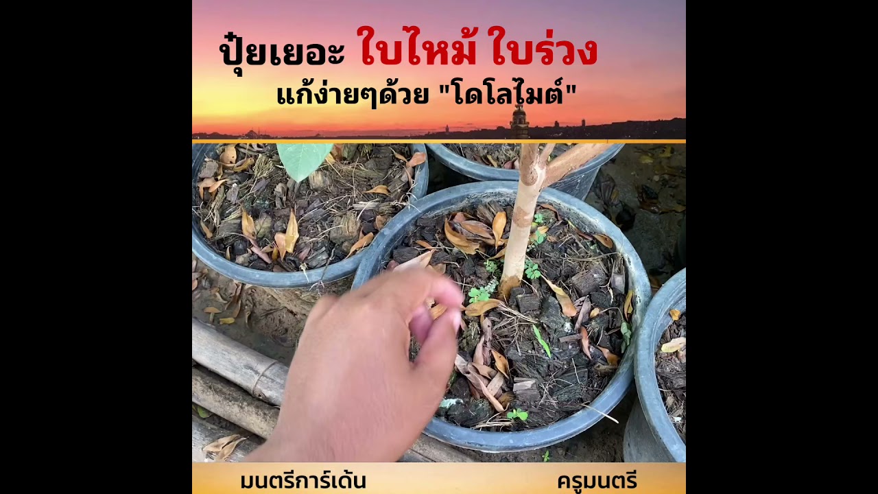 ใส่ปุ๋ยเยอะใบไหม้ แก้ด้วย