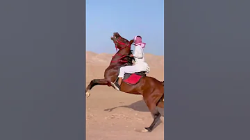 حصان عربي اصيل اللي يحب الخيل مشاركه 