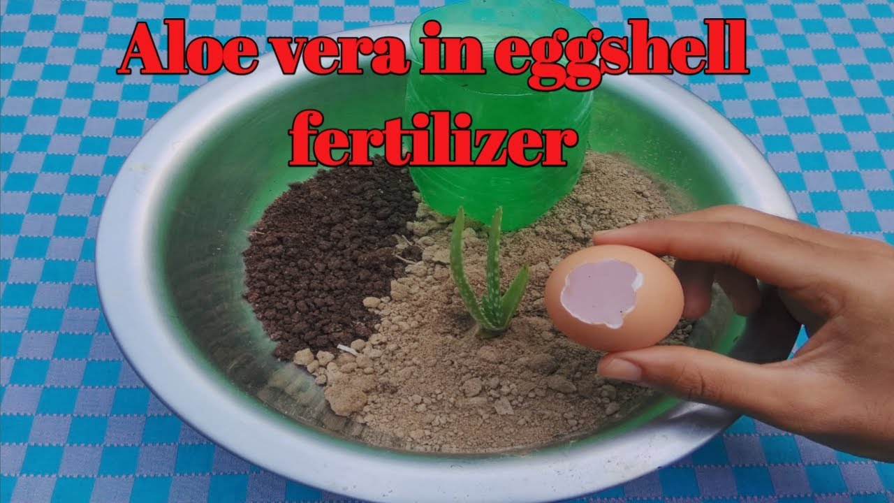 how to grow aloe vera in eggshell fertilizer|fertilizer|grow aloe vera|aloe vera|use eggshells