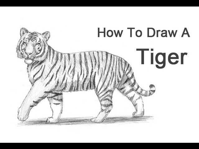 How to Draw a Tiger 