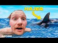 Springer 20 meter i vand med hajer