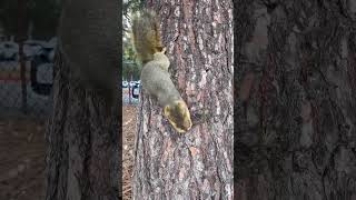 Spider-Man 🐿️ picks the nut from the bark