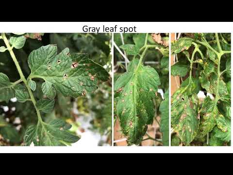 Video: Hvad er tomatgrå bladplet - Lær om behandling af tomatgrå bladplet