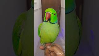 Mithu Billi Kaise Bolti H