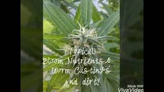 tips for growing marijuana outdoor (CHEAP)