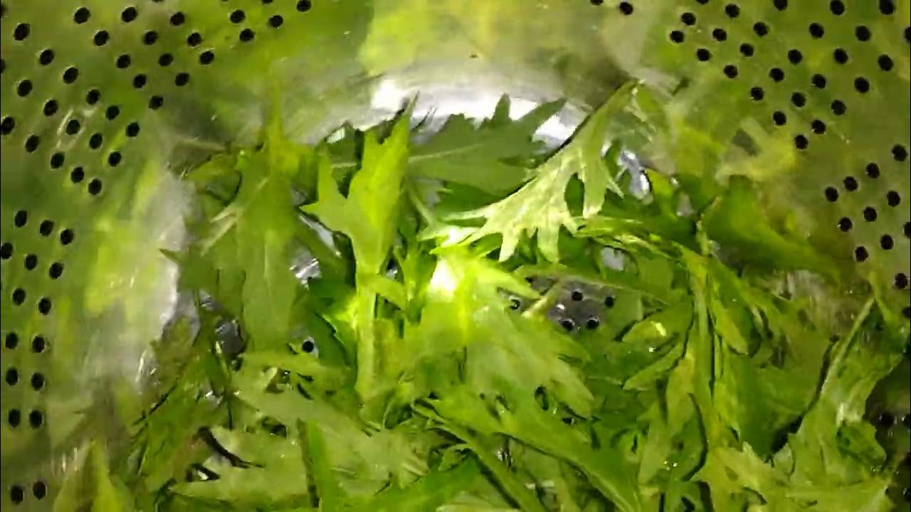 P1/3 Mizuna cabbage leaves with egg noodles, goat cheese, butter and black pepper YouTube