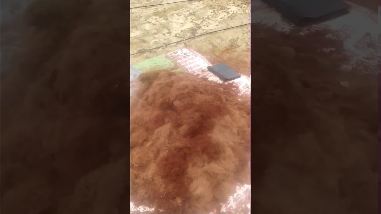 Menanam cabe dan terong tanpa tanah 