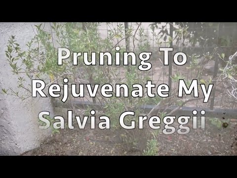 Pruning To Rejuvenate My Inherited & Very Woody Salvia Greggii