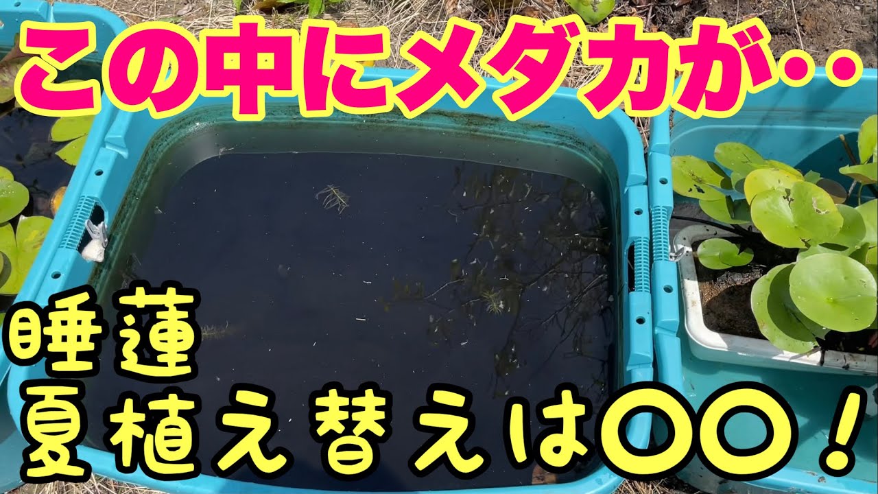 Water Lily Farm] Killifish in pitch black water? We recommend 
