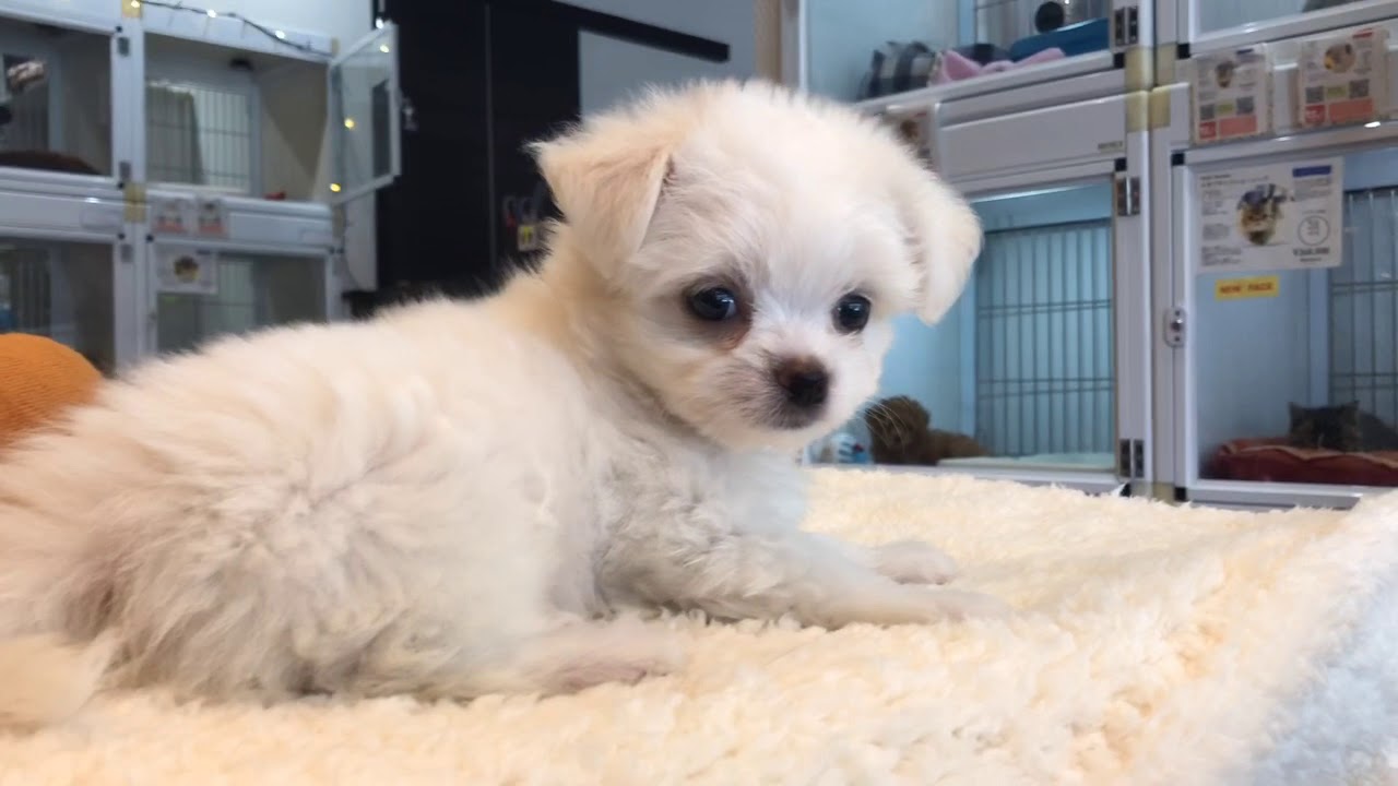 チワワ マルチーズ 超美形なチワマルくん マルワン白楽店 Youtube