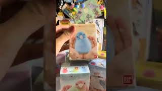 So cute bird model bandai #birds #parrot #pets #forpus