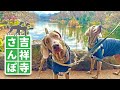 大型犬2匹が吉祥寺をお散歩してみた!