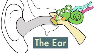 The Ear (Updated)-Leaving Cert Biology