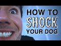 How to shock your dog