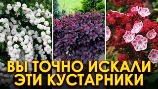 картинка: Эти 10 кустарников цветут без ухода! Посадил и забыл, но очень красиво!