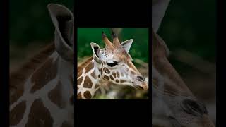 THANK YOU FOR YOUR SMILE MAGIC giraffe 长颈鹿 キリン जिराफ़#shorts#trending#viral#shortvideo