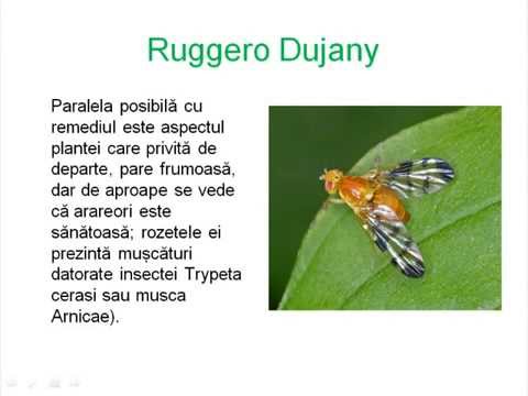 Arnica - prezentare - YouTube