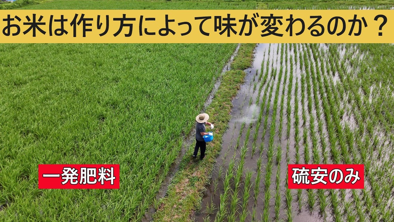 【一発肥料と硫安を比べてみました】田植えから食味検査まで