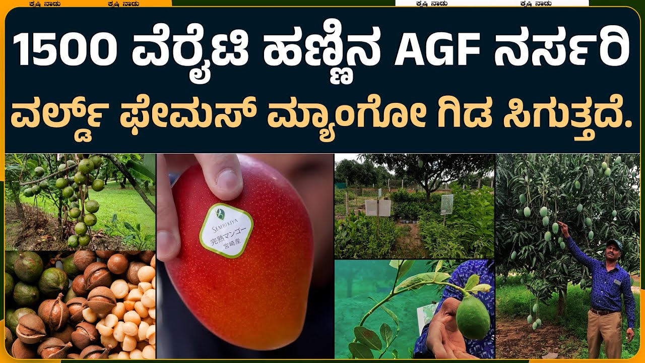 1500 ಬಗೆಯ ಹಣ್ಣಿನ ಗಿಡಗಳ AGF ನರ್ಸರಿ.! ನೂರು ರೂಪಾಯಿ ಗಿಡ | all frut nursery | Guava | Agf nursery