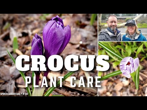 Video: Perawatan Crocus Musim Gugur - Tips Menumbuhkan Umbi Crocus Musim Gugur