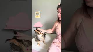 Sassy Koonz Monroe Personality Assessment by Sassy Koonz Maine Coon Cattery 680 views 7 months ago 1 minute, 38 seconds