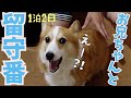 父、母、姉が旅行に行ってしまった時の愛犬の反応はこちらです