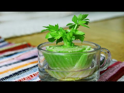 Video: Pagpapalaki ng Celery - Mga Tip Kung Paano Palaguin ang Celery