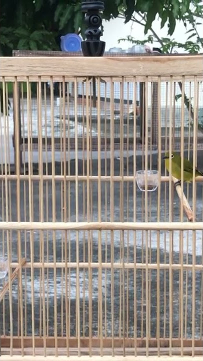 Pleci tembakan mematikan di endok tatto bird farm