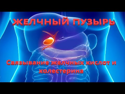 Связывание желчных кислот и холестерина. Желчный пузырь и внутренние органы