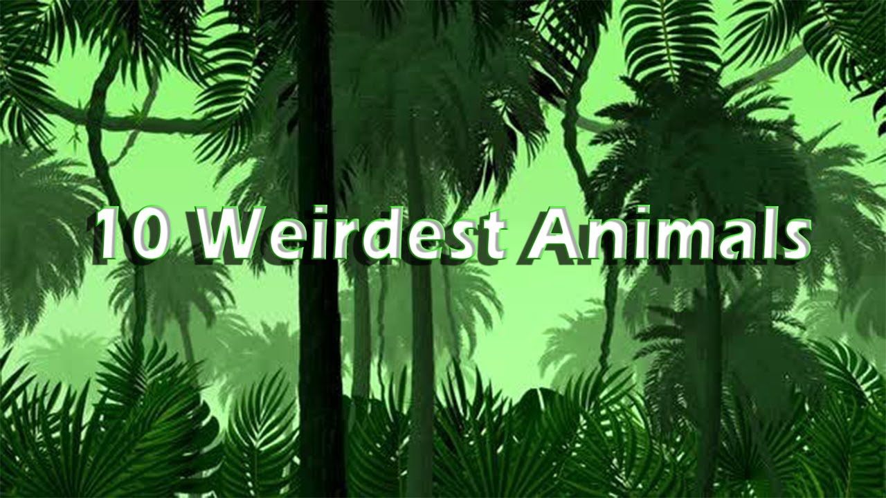 10 of the Weirdest Animals on the Planet