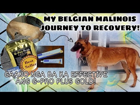 #GPROPLUSGOLD HONEST REVIEW | MY BELGIAN MALINOIS JOURNEY TO RECOVERY || CONAMIGAS
