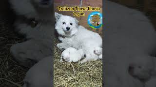 Trabzon Tonya Finosu 7.Gün Öpek Şfet