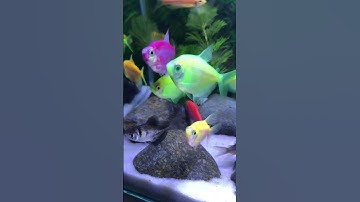 Fish / Cá Vàng Bơi #aquarium #cávàng #concá #cácảnh #bethuysinh #shotrs