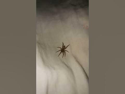 Коричневый паук отшельник в моей постели Brown hermit spider - YouTube