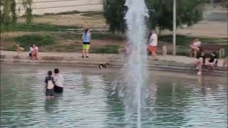 Banys de persones i gossos al llac, pràctica diària, incívica i amb risc per la salut