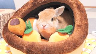 ハウスを華やかにしたらお留守番中も寂しくなさそうでした【No.2013】