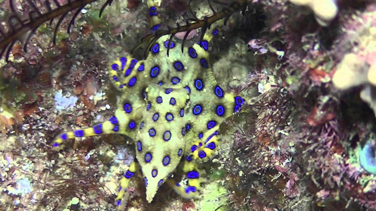 The Greater Blue-ringed Octopus - YouTube