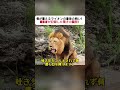 体が震えるライオンの最後の戦い! 撮影者が記録した驚きの瞬間! #野生動物映像 #ライオンvs蛇 #危険な自然 #サバンナライフ #動物観察