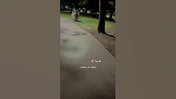 هيا هيا كل الدنيا بعينيا بدون موسيقى Istanbul بدون موسيقى تركيا 