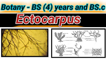 Ectocarpus (Algae) - structure , life cycle and reproduction of Ectocarpus